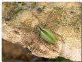 Micrommata sp.
